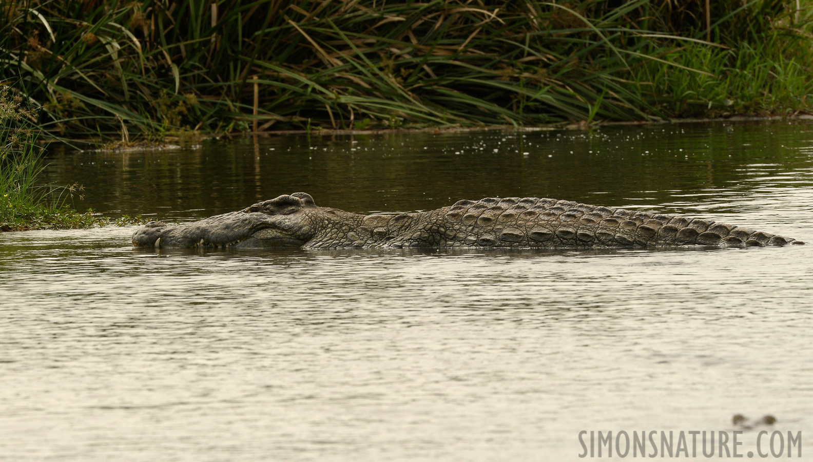Crocodylus niloticus chamses [400 mm, 1/640 Sek. bei f / 11, ISO 800]